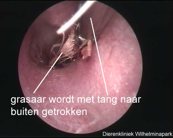 Een grasaar met de speciale tang eruit trekken.